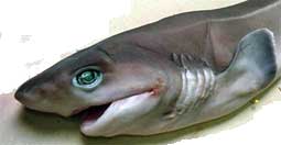 Hexanchus griseus_02.jpg